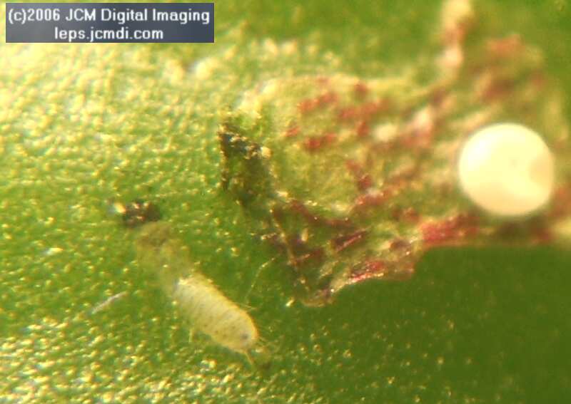 Philotes sonorensis (Sonoran Blue) life cycle images from jcmdi.com