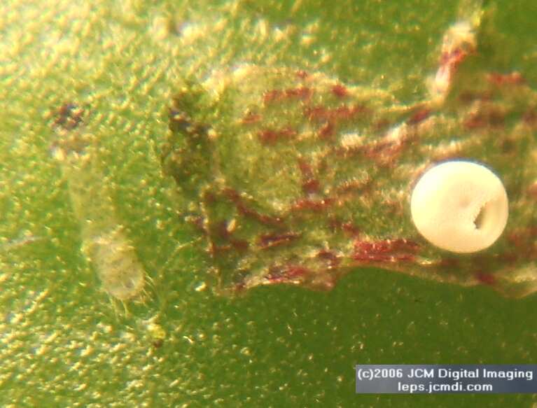 Philotes sonorensis (Sonoran Blue) life cycle images from jcmdi.com