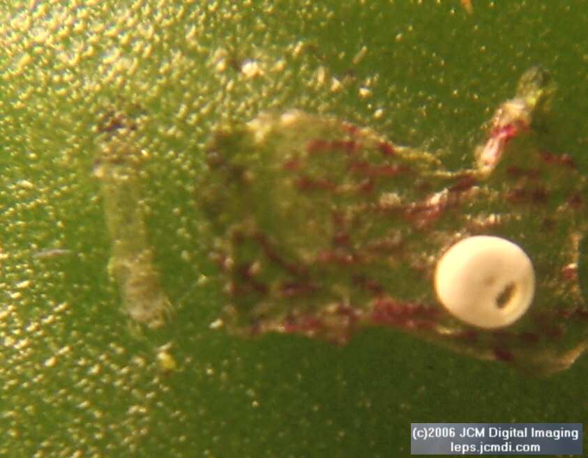 Philotes sonorensis (Sonoran Blue) life cycle images from jcmdi.com