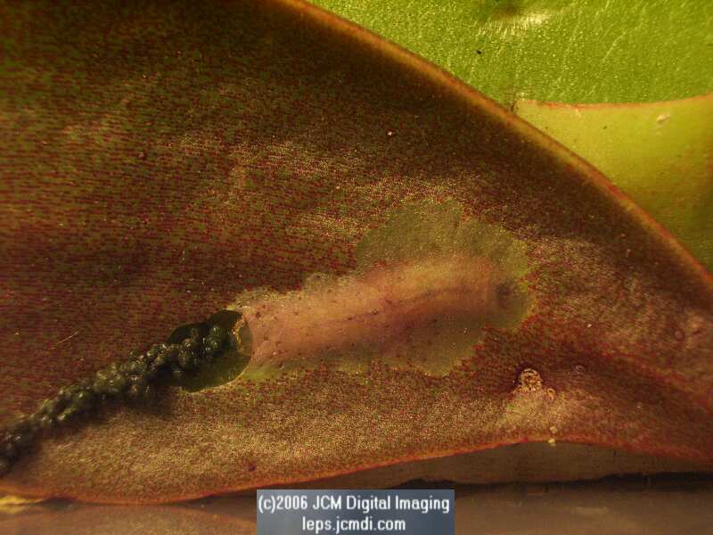 Philotes sonorensis (Sonoran Blue) life cycle images from jcmdi.com