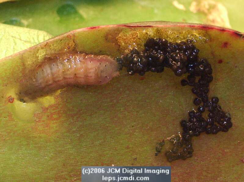 Philotes sonorensis (Sonoran Blue) life cycle images from jcmdi.com