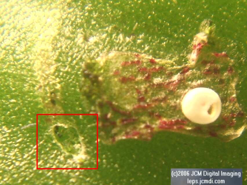 Philotes sonorensis (Sonoran Blue) life cycle images from jcmdi.com