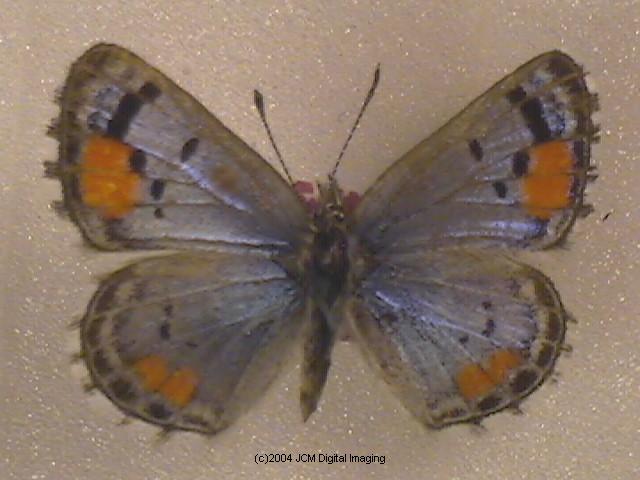 Philotes sonorensis (Sonoran Blue) butterfly life cycle image