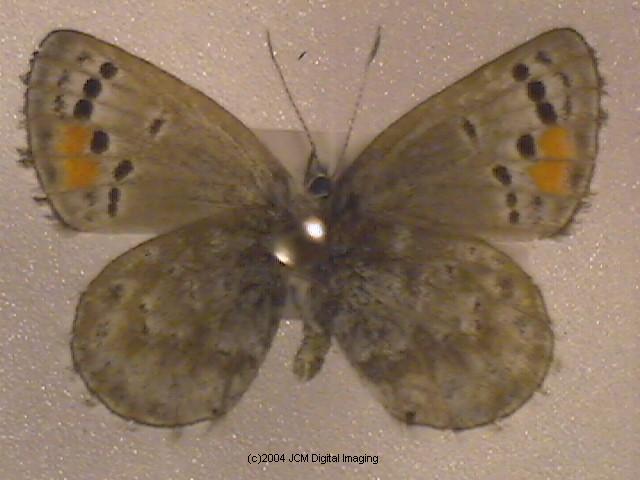 Philotes sonorensis (Sonoran Blue) butterfly life cycle image