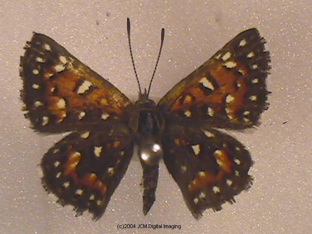 Apodemia mormo virguilti (Behr's Metalmark) images