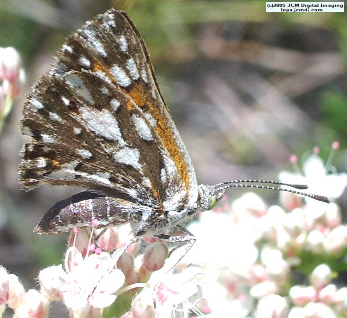 Apodemia mormo virguilti (Behr's Metalmark) images