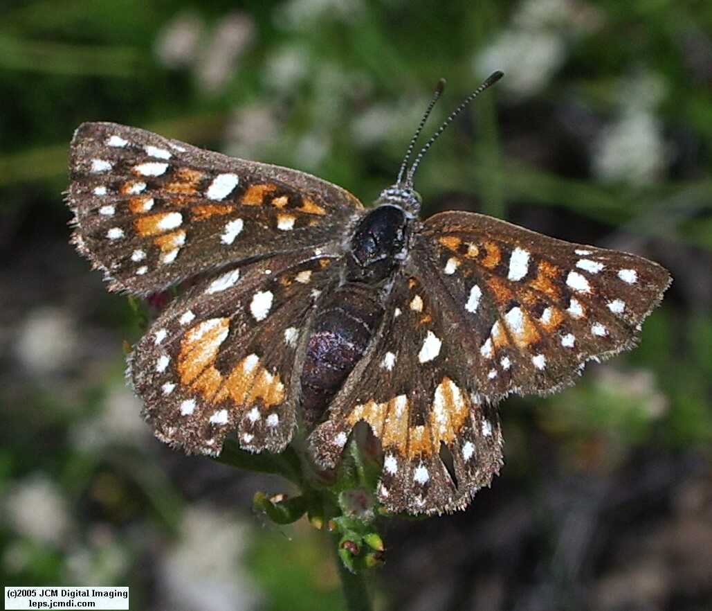 Apodemia mormo virguilti (Behr's Metalmark) images