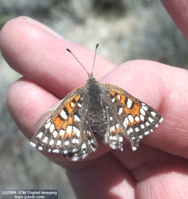 Apodemia mormo virguilti (Behr's Metalmark) images