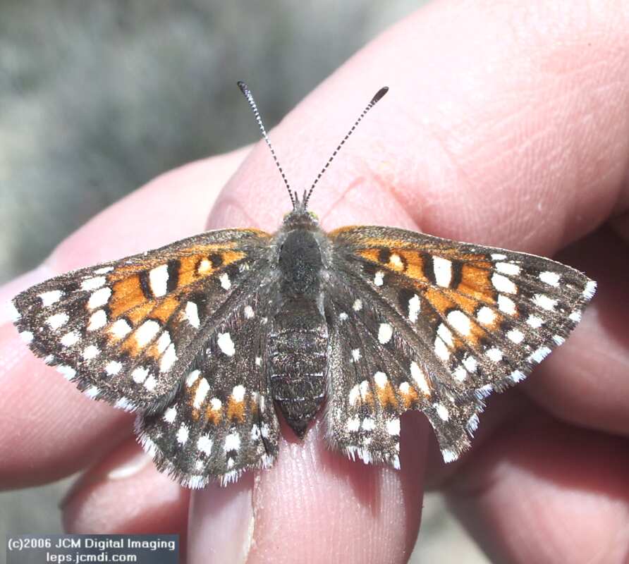Apodemia mormo virguilti (Behr's Metalmark) images