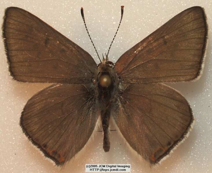 Lycaena xanthoides xanthoides (Great Copper) images