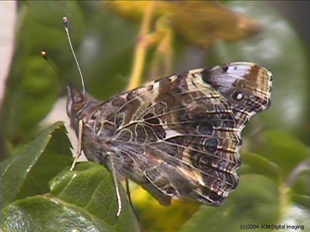 Vanessa annabella (West Coast Lady) Life Cycle image JCMDI.COM 