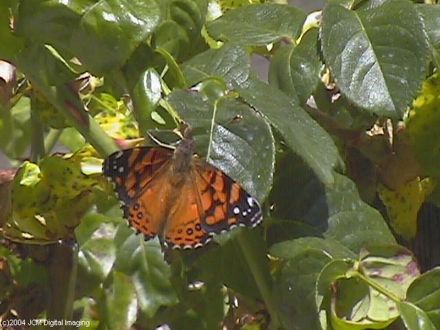 Vanessa annabella (West Coast Lady) Life Cycle image JCMDI.COM 