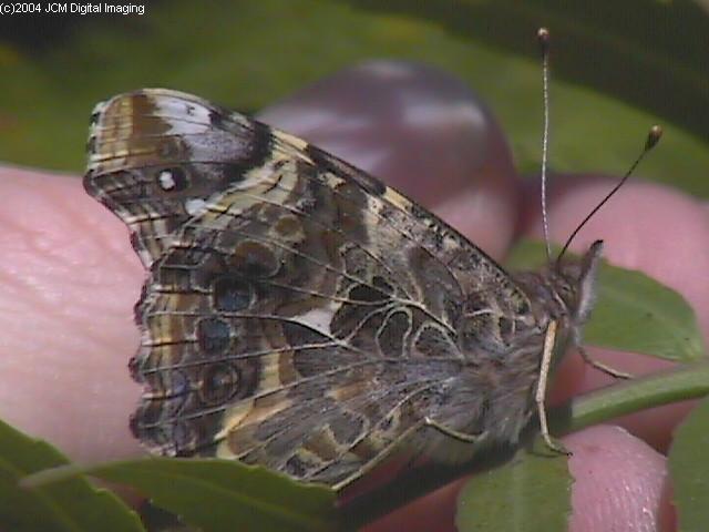 Vanessa annabella (West Coast Lady) Life Cycle image JCMDI.COM 