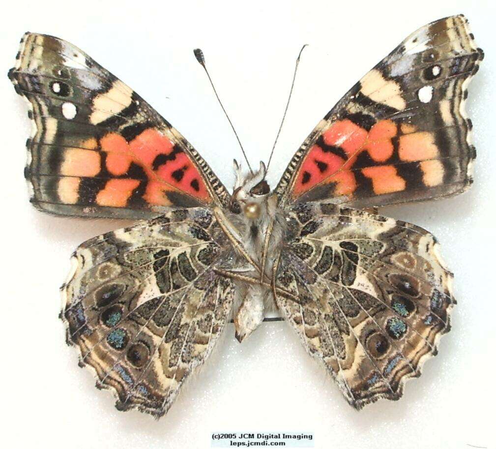 Vanessa annabella (West Coast Lady) Life Cycle image JCMDI.COM 