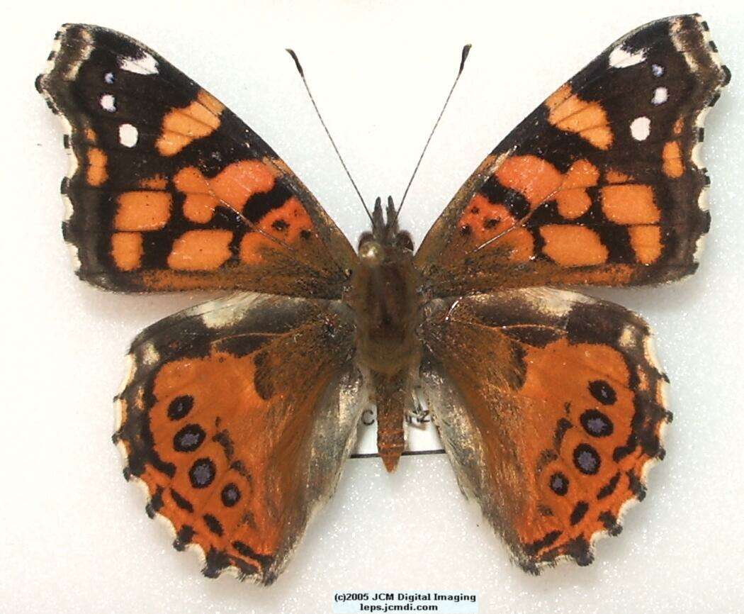 Vanessa annabella (West Coast Lady) Life Cycle image JCMDI.COM 