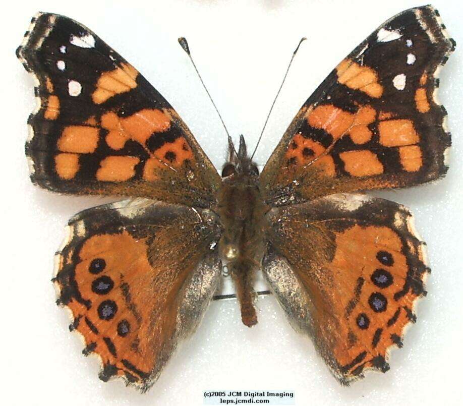 Vanessa annabella (West Coast Lady) Life Cycle image JCMDI.COM 