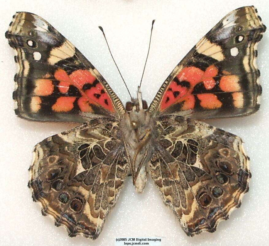 Vanessa annabella (West Coast Lady) Life Cycle image JCMDI.COM 