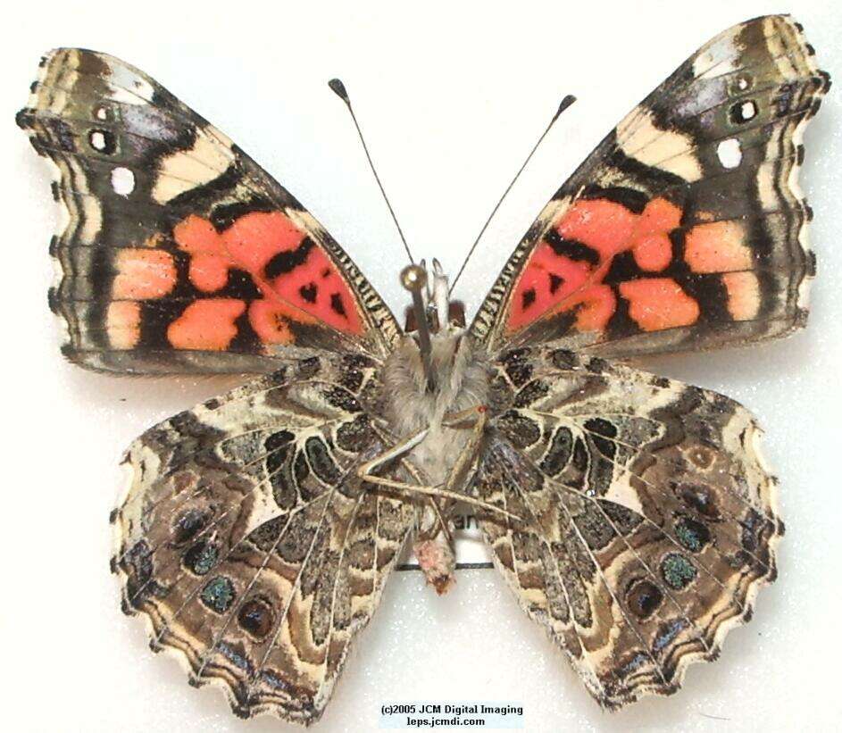 Vanessa annabella (West Coast Lady) Life Cycle image JCMDI.COM 