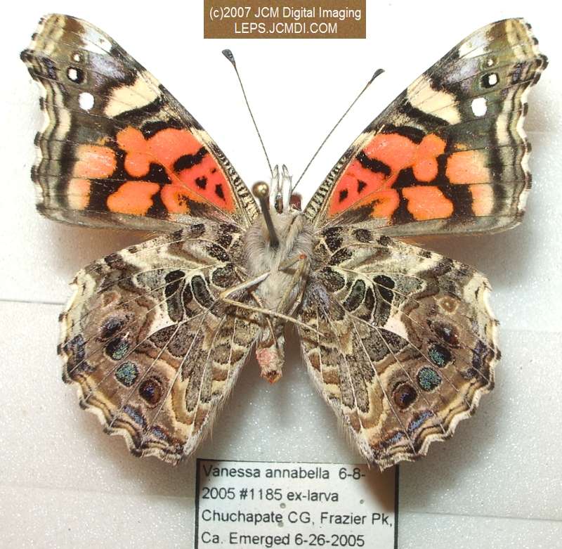 Vanessa annabella (West Coast Lady) Life Cycle image JCMDI.COM 