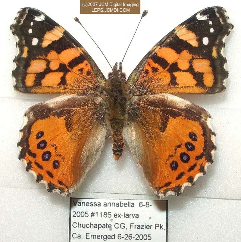 Vanessa annabella (West Coast Lady) Life Cycle image JCMDI.COM 