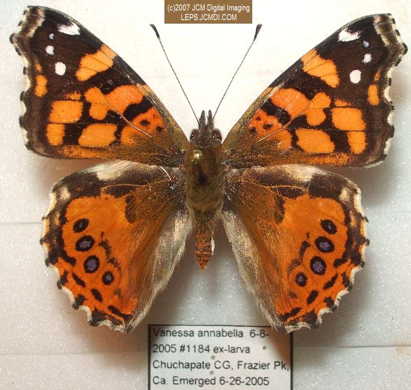 Vanessa annabella (West Coast Lady) Life Cycle image JCMDI.COM 