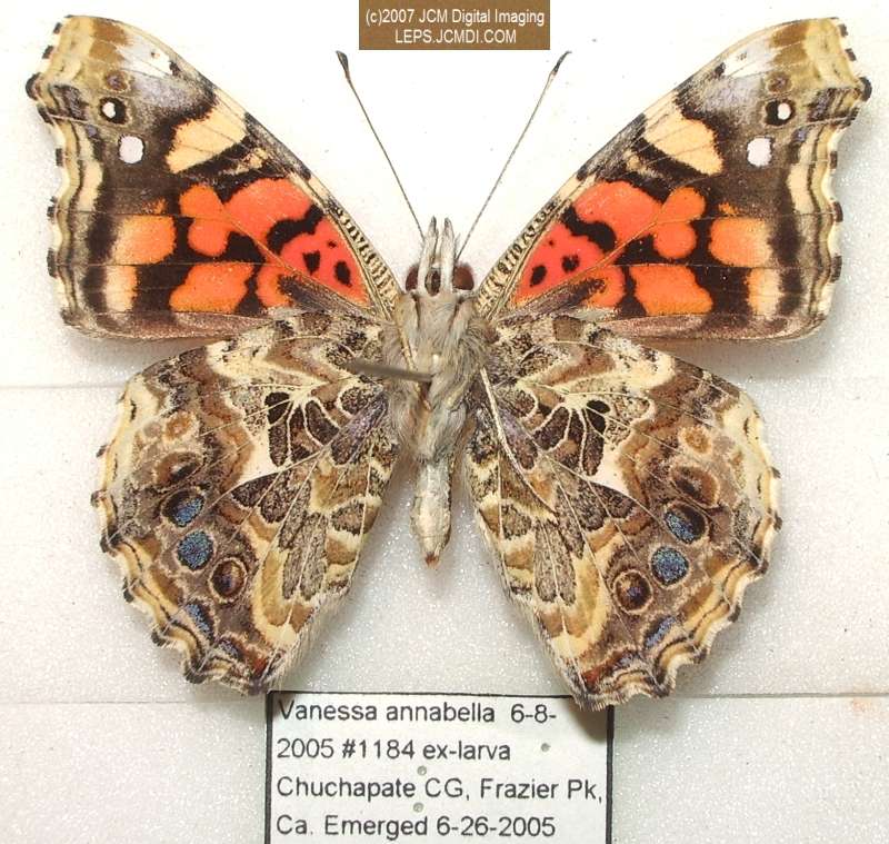 Vanessa annabella (West Coast Lady) Life Cycle image JCMDI.COM 