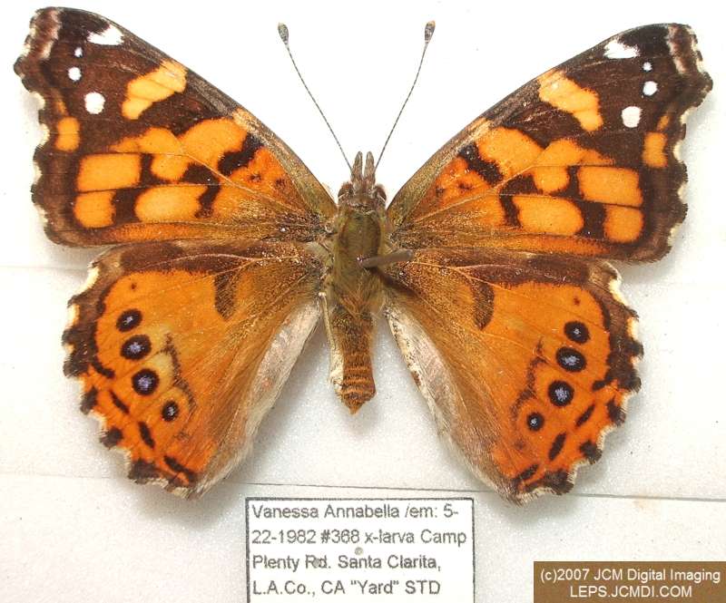 Vanessa annabella (West Coast Lady) Life Cycle image JCMDI.COM 