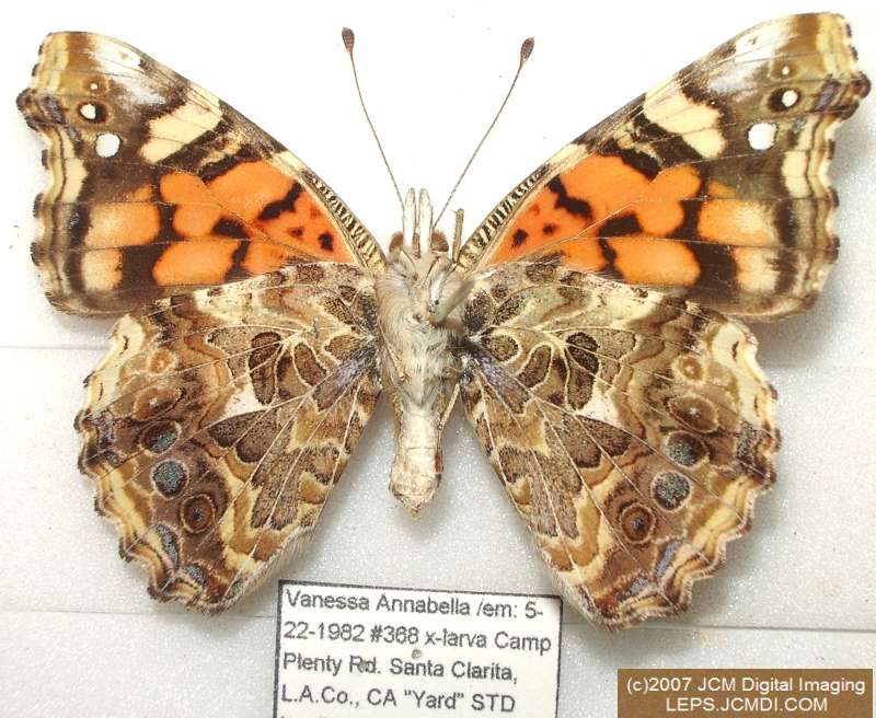 Vanessa annabella (West Coast Lady) Life Cycle image JCMDI.COM 