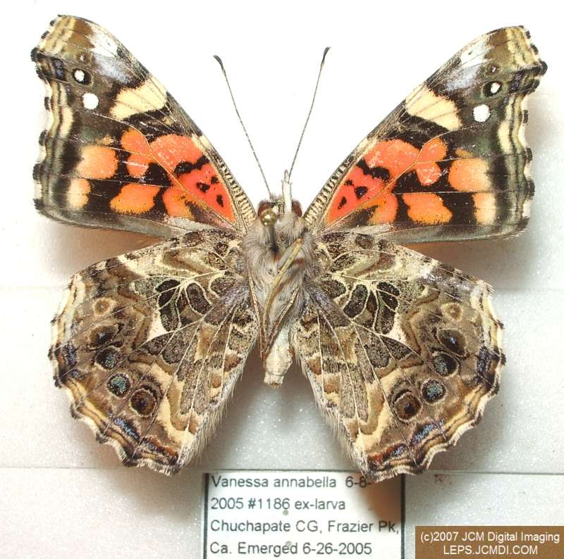 Vanessa annabella (West Coast Lady) Life Cycle image JCMDI.COM 