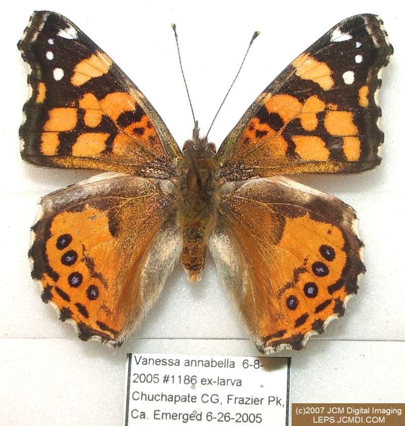 Vanessa annabella (West Coast Lady) Life Cycle image JCMDI.COM 