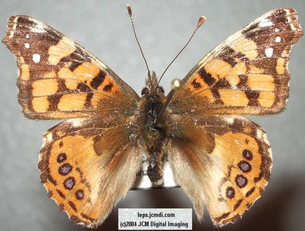 Vanessa annabella (West Coast Lady) Life Cycle image JCMDI.COM 