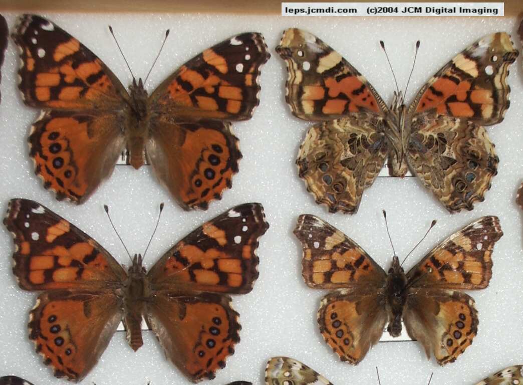 Vanessa annabella (West Coast Lady) Life Cycle image JCMDI.COM 