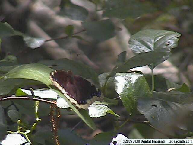 Nymphalis antiopa (Mourning Cloak Butterlfy) Life Cycle image JCMDI.COM 