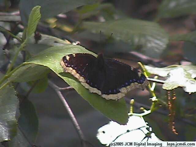 Nymphalis antiopa (Mourning Cloak Butterlfy) Life Cycle image JCMDI.COM 