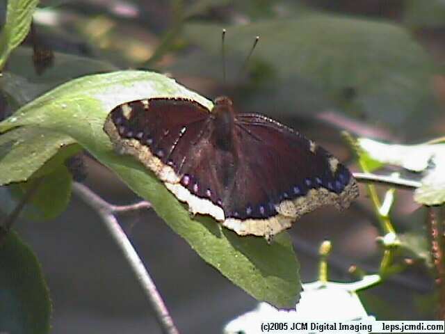 Nymphalis antiopa (Mourning Cloak Butterlfy) Life Cycle image JCMDI.COM 