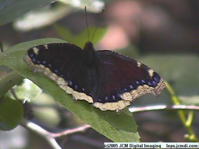 Nymphalis antiopa (Mourning Cloak Butterlfy) Life Cycle image JCMDI.COM 