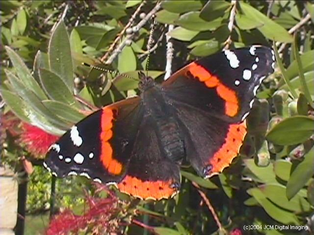 Vanessa atalanta (Red Admiral)  Life Cycle image JCMDI.COM 