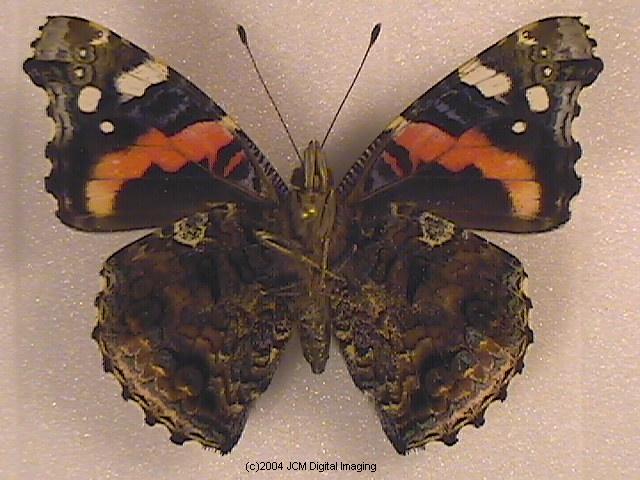 Vanessa atalanta (Red Admiral)  Life Cycle image JCMDI.COM 