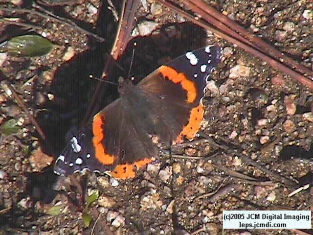 Vanessa atalanta (Red Admiral)  Life Cycle image JCMDI.COM 