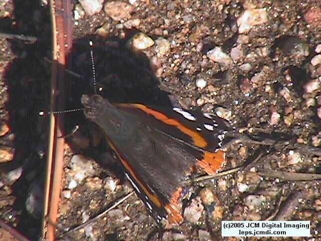 Vanessa atalanta (Red Admiral)  Life Cycle image JCMDI.COM 