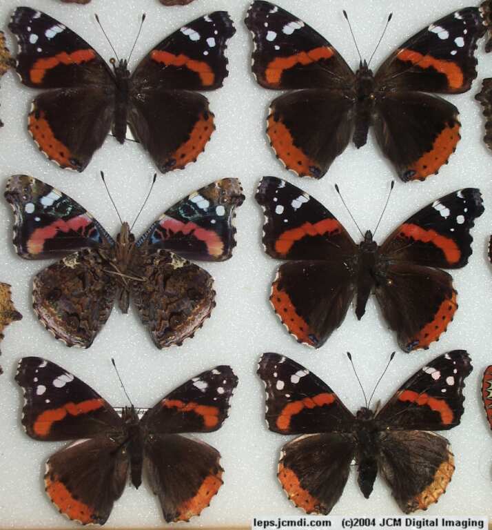 Vanessa atalanta (Red Admiral)  Life Cycle image JCMDI.COM 