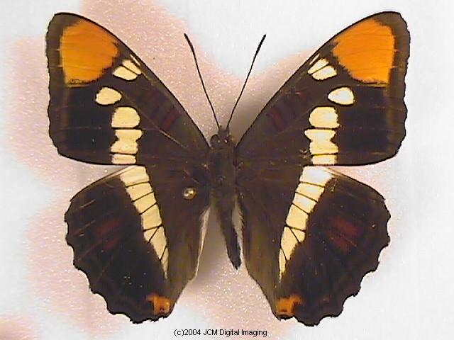 Limenitis (Adelpha) californica (California Sister) Life Cycle image JCMDI.COM 