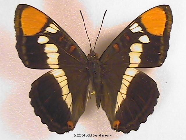 Limenitis (Adelpha) californica (California Sister) Life Cycle image JCMDI.COM 