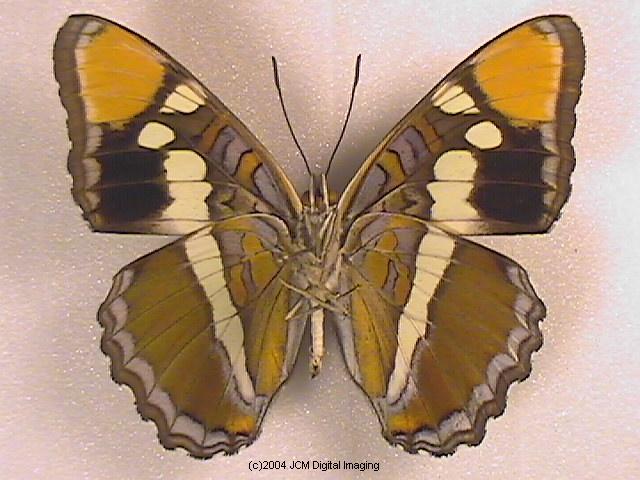 Limenitis (Adelpha) californica (California Sister) Life Cycle image JCMDI.COM 
