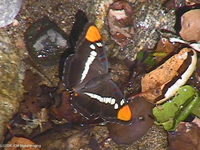 Limenitis (Adelpha) californica (California Sister) Life Cycle image JCMDI.COM 