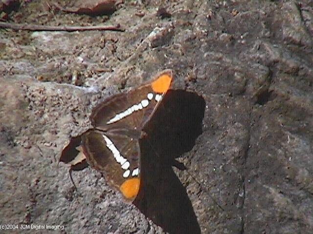 Limenitis (Adelpha) californica (California Sister) Life Cycle image JCMDI.COM 