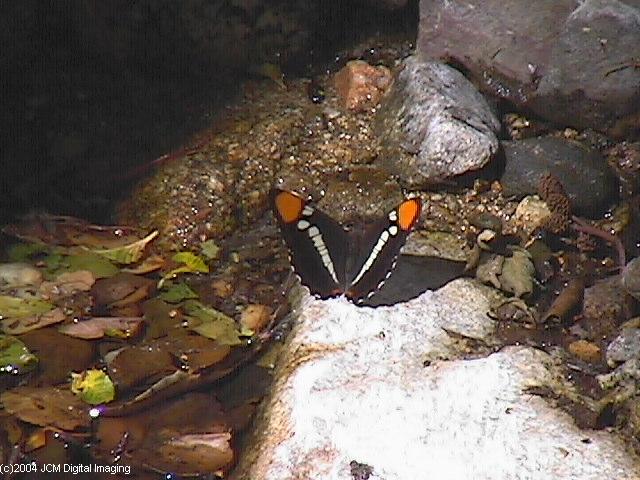 Limenitis (Adelpha) californica (California Sister) Life Cycle image JCMDI.COM 