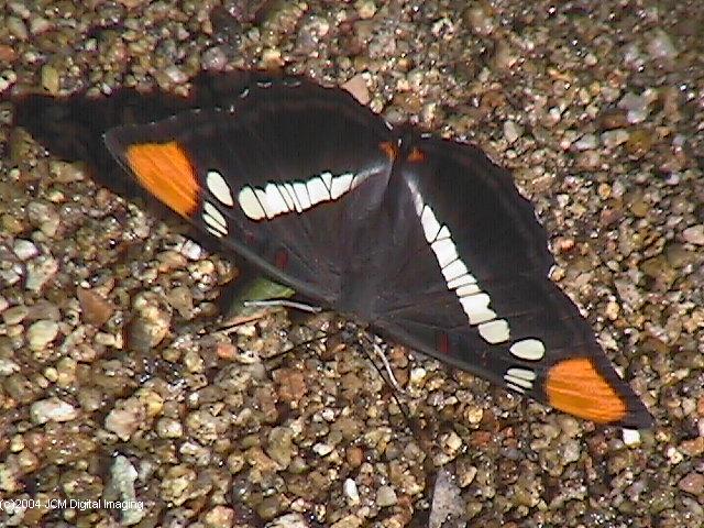 Limenitis (Adelpha) californica (California Sister) Life Cycle image JCMDI.COM 