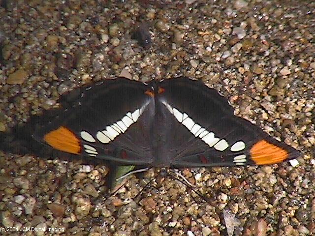 Limenitis (Adelpha) californica (California Sister) Life Cycle image JCMDI.COM 