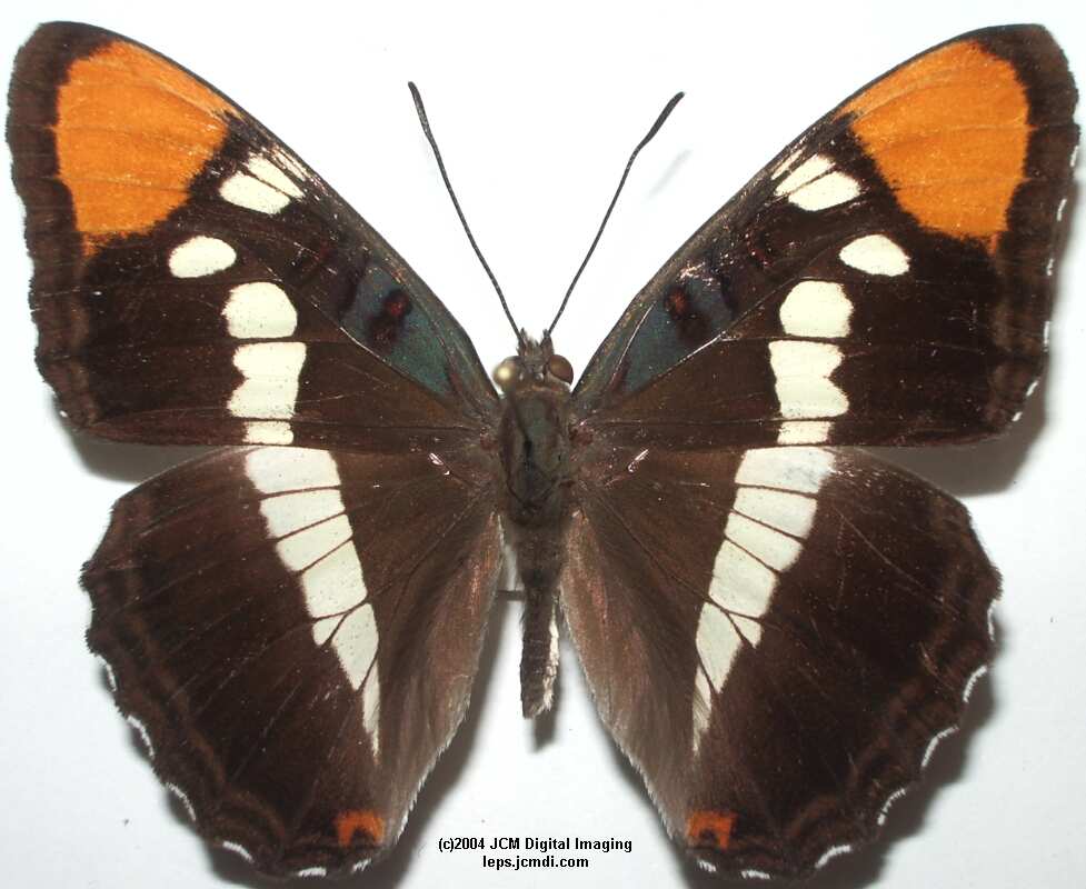 Limenitis (Adelpha) californica (California Sister) Life Cycle image JCMDI.COM 
